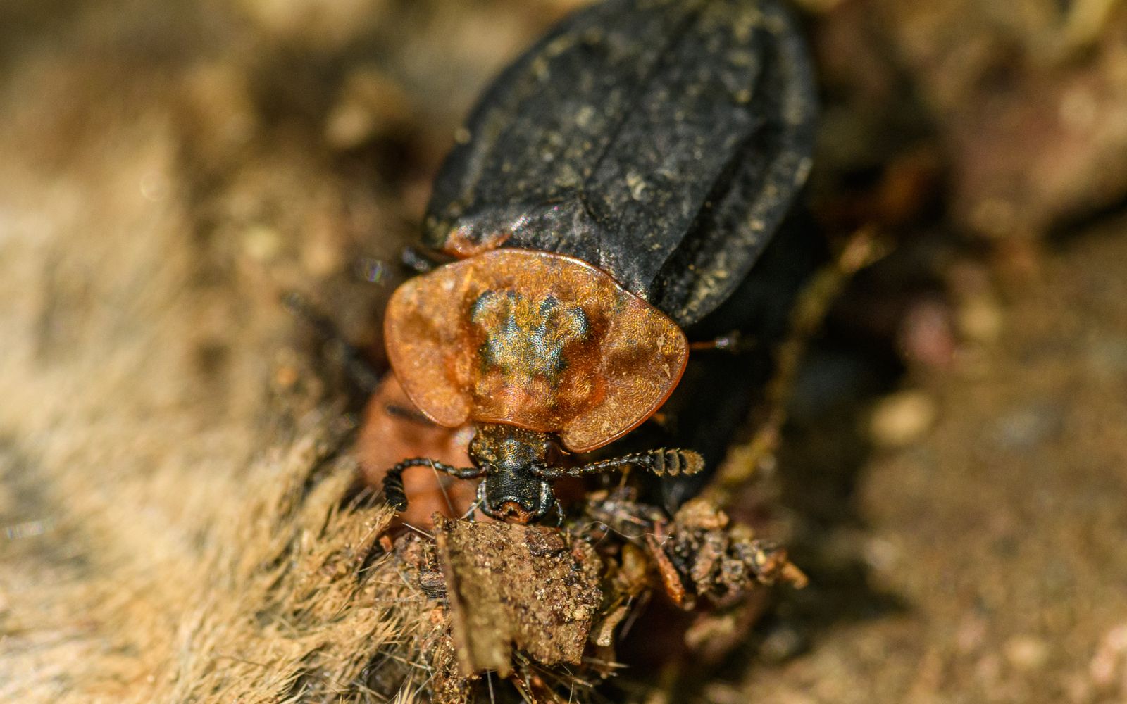 Small dark insect photographed close up