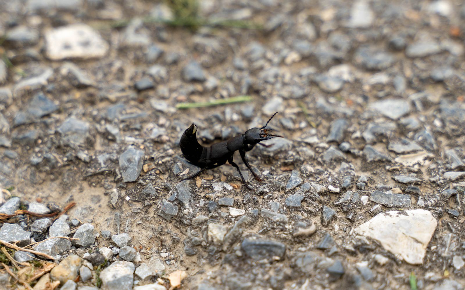 An adult beetle on the ground, the stage that lays the eggs