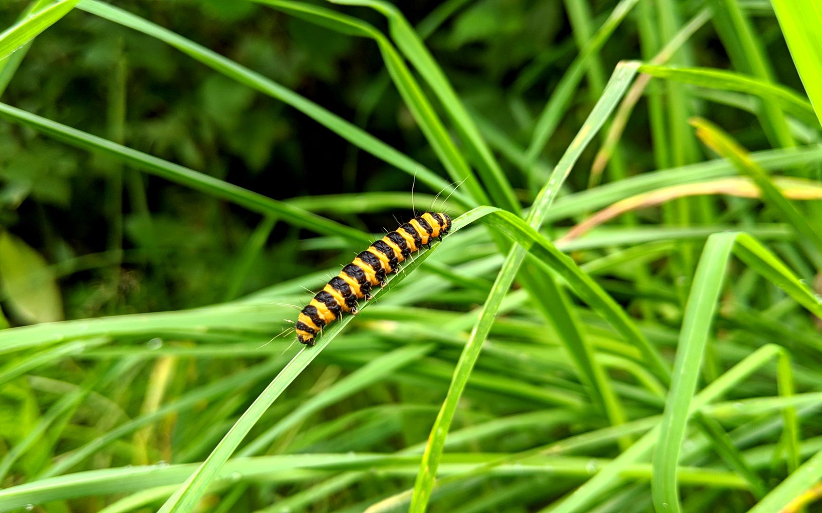A caterpillar crawling along a blade of grass