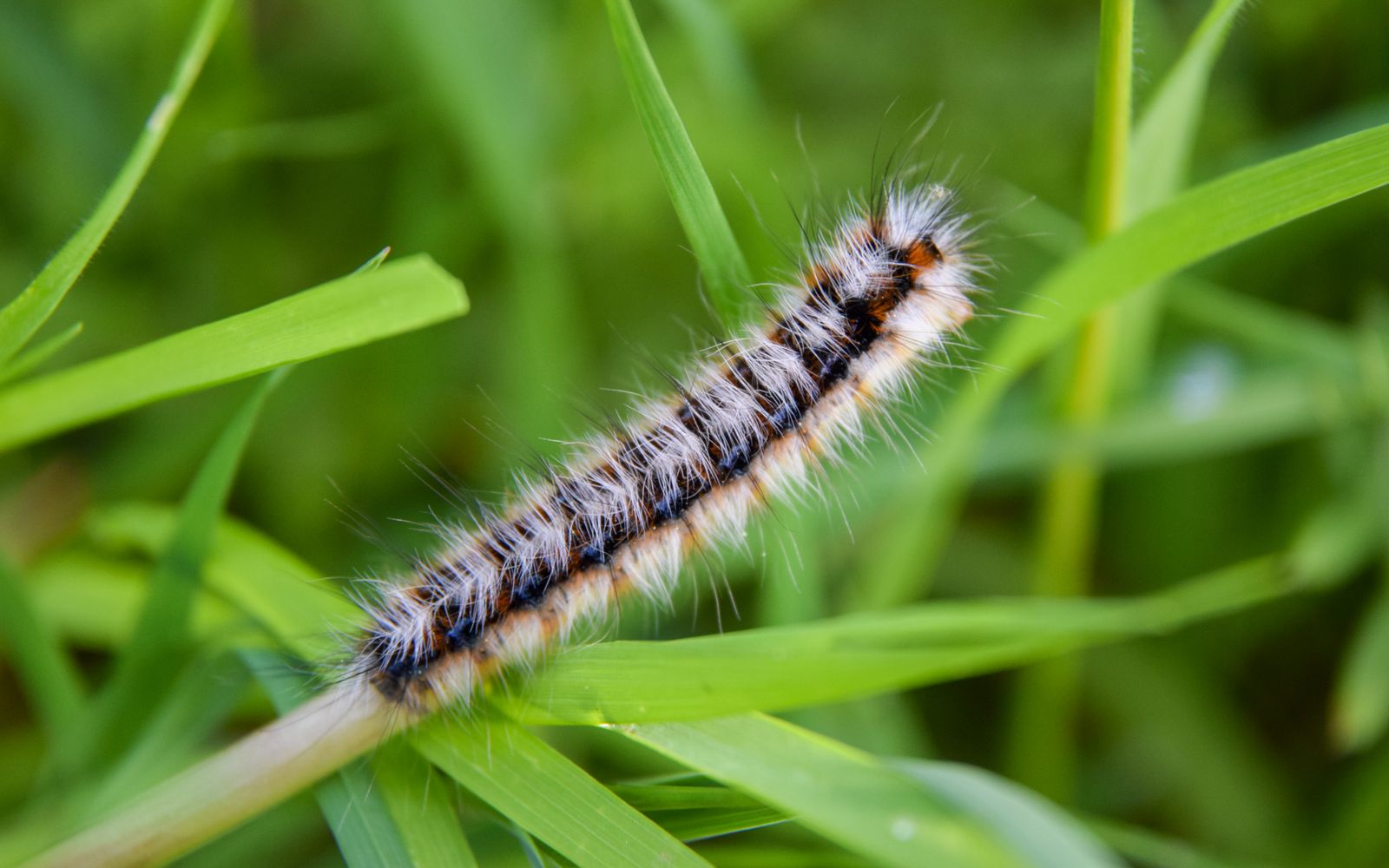 A caterpillar resting on green grass