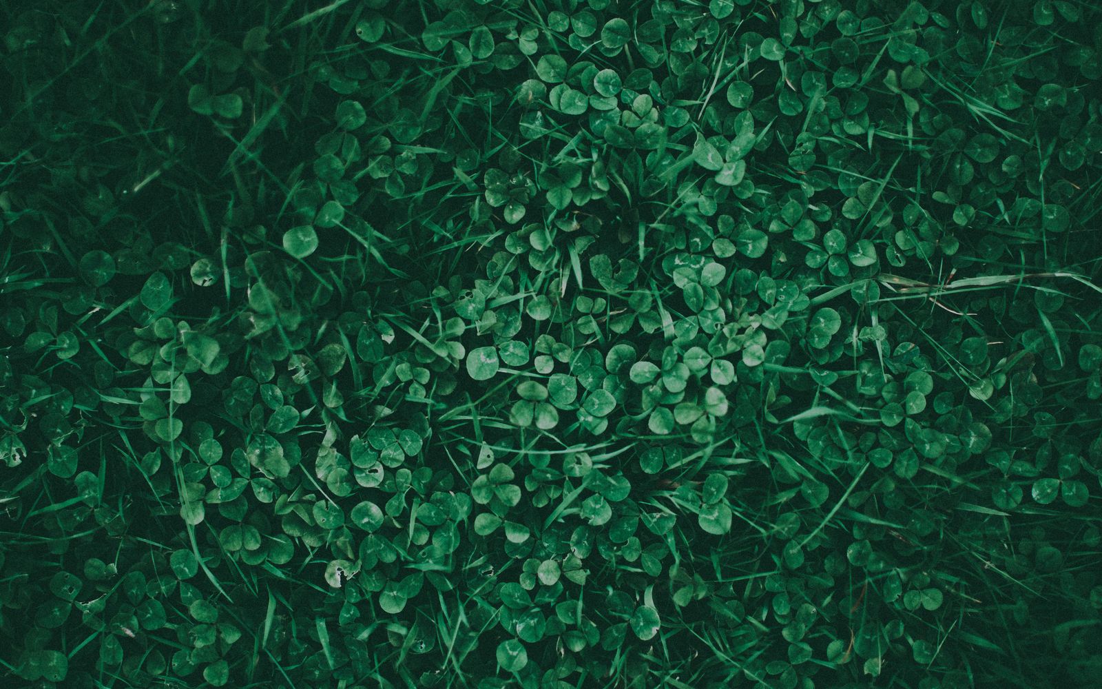 Low creeping foliage matted densely through grass