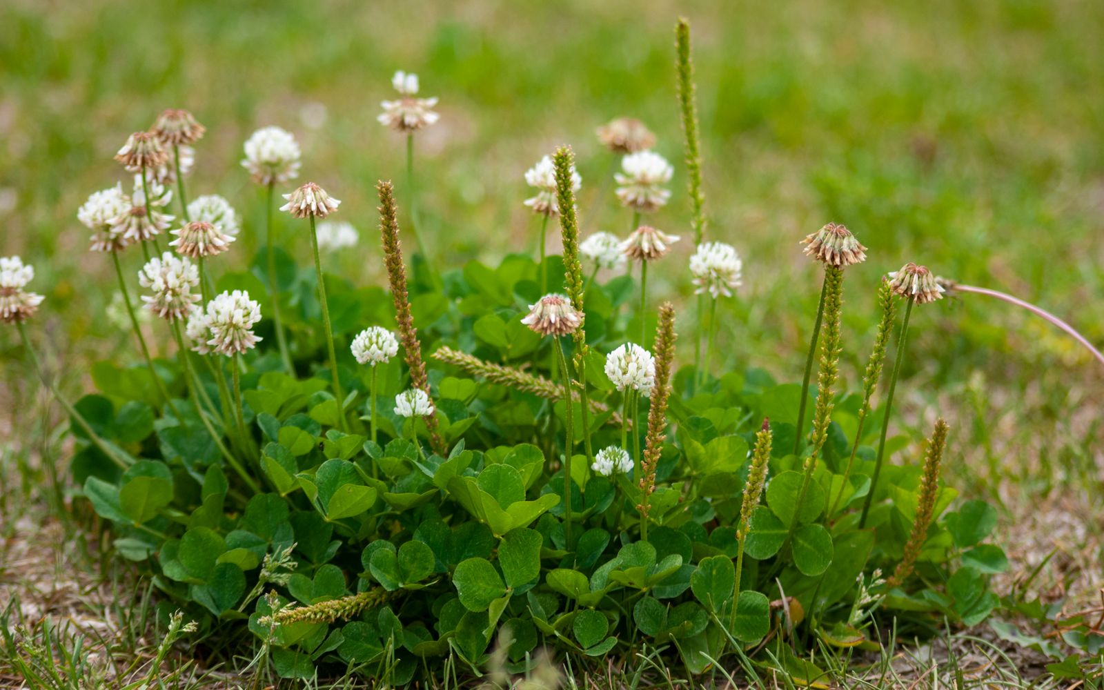 White clover flowers blooming through lush green grass