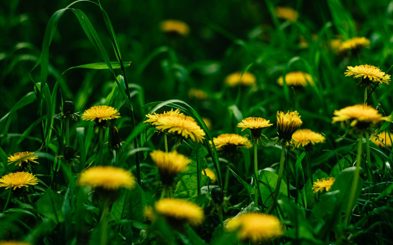 Broadleaf weeds scattered across a lawn