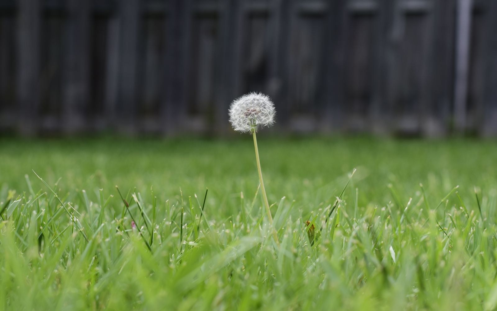A thin lawn edge where weeds establish