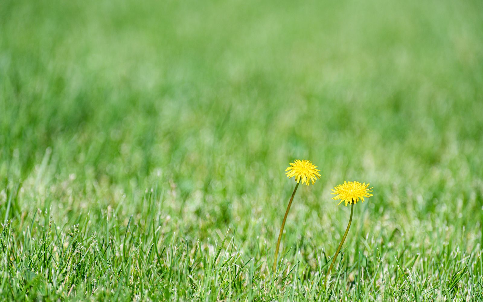 Broadleaf weeds flowering in a lawn