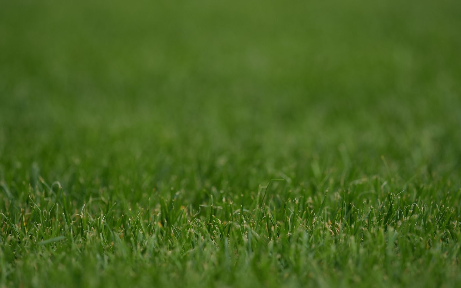 Grass blades in sharp focus