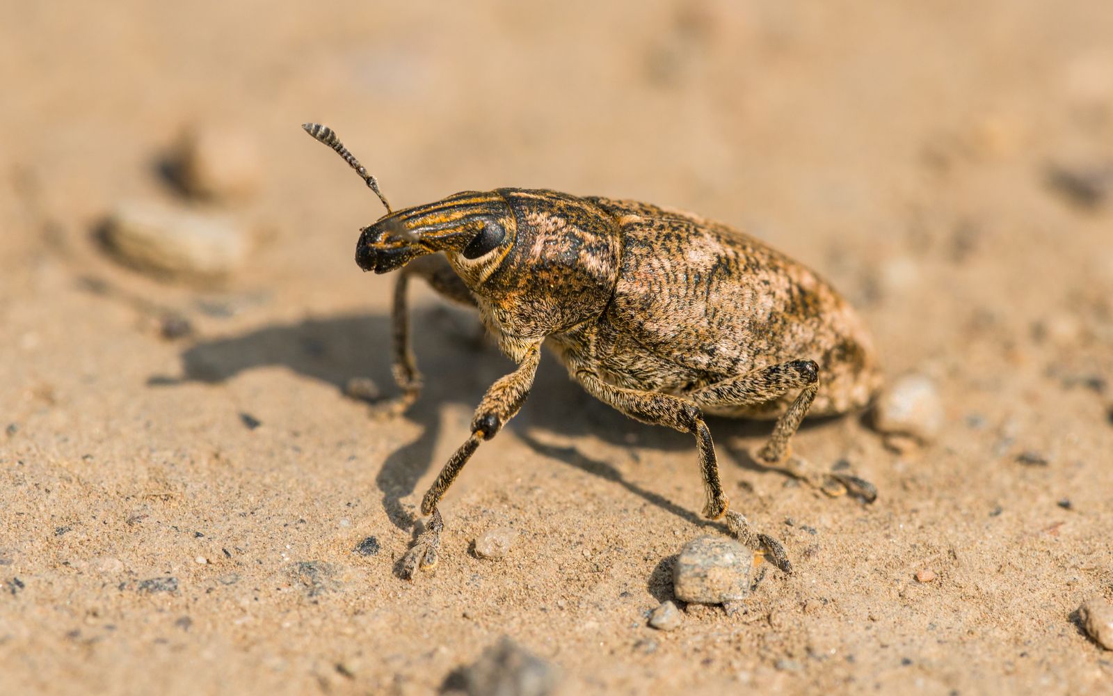 Beetle on bare soil, photographed close up