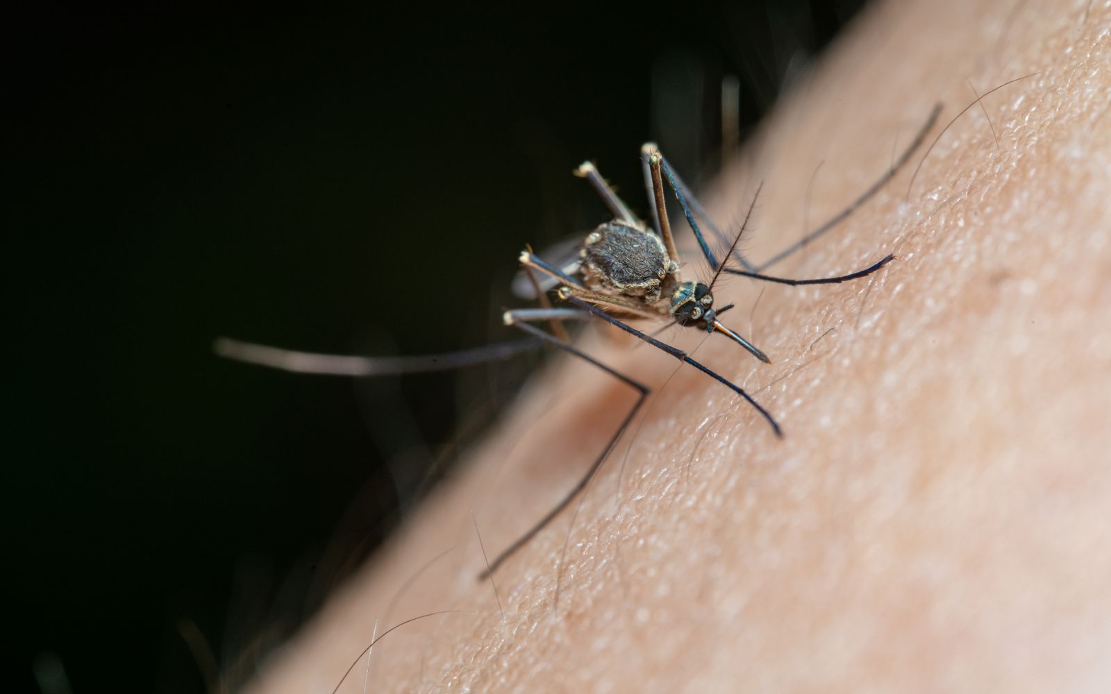 Mosquito photographed in macro